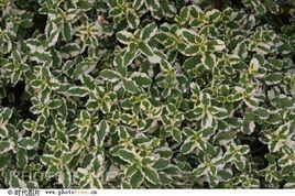 鳳梨薄荷 鳳梨薄荷