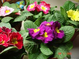 四季報春 四季報春