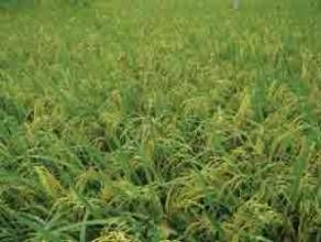 川豐2號 川豐2號