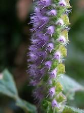 紫花香薷 紫花香薷