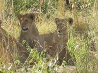 馬賽馬拉 馬賽馬拉