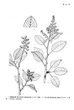 勾兒茶[勾兒茶]