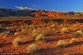 沙漠群落 沙漠群落