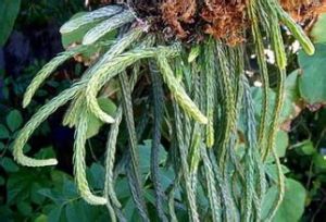 金絲條馬尾杉 金絲條馬尾杉