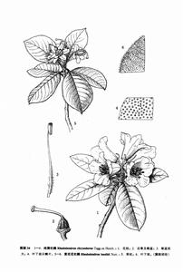 黃花花杜鵑 黃花花杜鵑