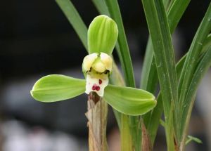 姚梅[《北京女子圖鑑》角色]