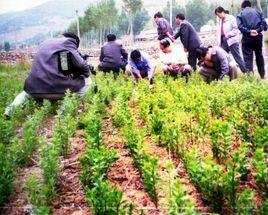 陵川黨參 陵川黨參