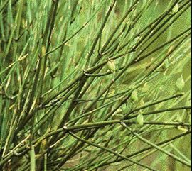 麗江麻黃 麗江麻黃