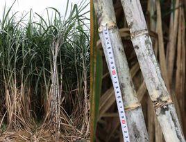 柳糖2號 柳糖2號