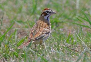 鷚雀鵐屬 鷚雀鵐屬