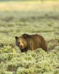 斯蒂金河棕熊 斯蒂金河棕熊
