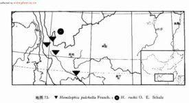 半脊薺屬 半脊薺屬