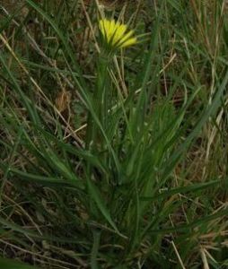 長喙婆羅門參 長喙婆羅門參