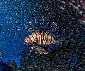 長體獅子魚 長體獅子魚