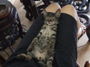 中國伴侶動物網