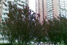 七里莊20號院 七里莊20號院