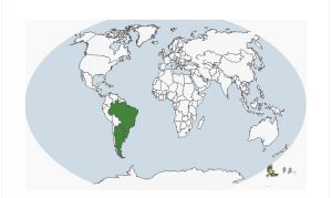 灰綠金剛鸚鵡分布圖