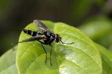 雜色美根寄蠅 雜色美根寄蠅