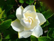 林蘭[梔子花的別名]