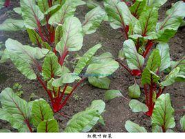 紅梗葉甜菜 紅梗葉甜菜
