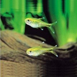 金線燈魚 金線燈魚