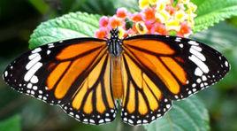 副王蛺蝶 副王蛺蝶