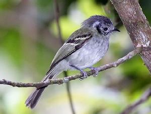 紋臉須霸鶲 紋臉須霸鶲