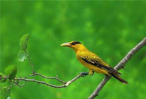 東洋界鳥類 東洋界鳥類