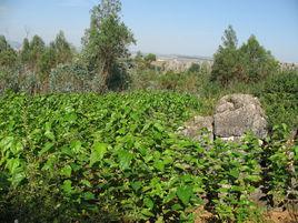 小老挖村 小老挖村