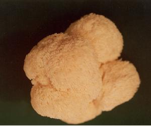 非褶菌目 非褶菌目