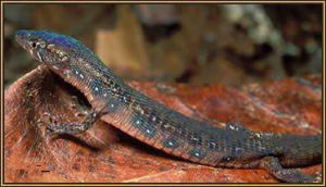 班乃巨蜥 班乃巨蜥