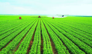 海倫大豆 海倫大豆