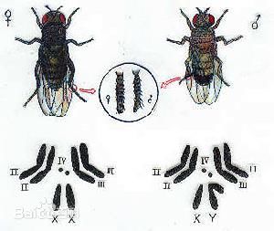 生殖細胞 生殖細胞