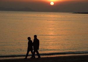 再現夕陽花 再現夕陽花