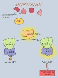 MPF=CDC2+Cyclin B