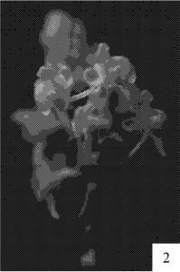 鞍唇沼蘭的花序