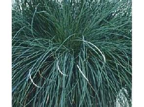 阿拉套羊茅 阿拉套羊茅