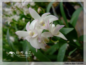 反苞毛蘭 反苞毛蘭