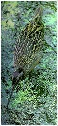 奧科蘭島秧雞