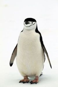 帽帶企鵝 帽帶企鵝