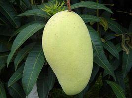 玉文芒6號 玉文芒6號