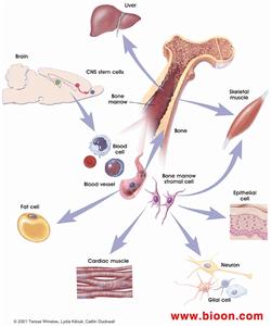 骨髓細胞 骨髓細胞