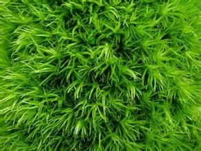 卷葉牛毛蘚 卷葉牛毛蘚