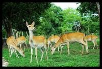 大田坡鹿國家自然保護區 大田坡鹿國家自然保護區