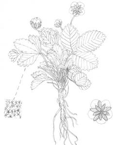 西北沼委陵菜 西北沼委陵菜