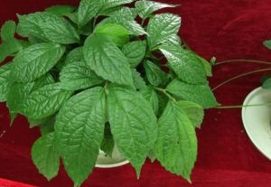 寬葉樓梯草 寬葉樓梯草