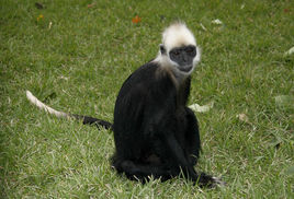 黑葉猴三更山亞種 黑葉猴三更山亞種