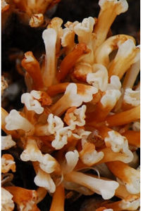 黃筒花屬 黃筒花屬