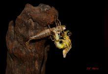 山裂唇蜓羽化照