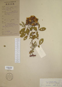 毛葉川滇薔薇 毛葉川滇薔薇